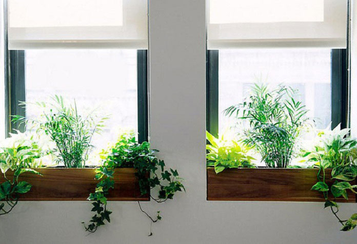 Ảnh 17: Tận dụng kệ trang trí cửa sổ để trồng cây xanh