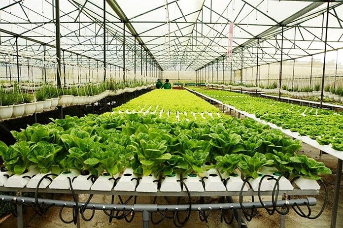 xây dựng nhà lưới trồng rau