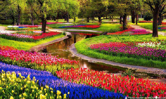 Ảnh 14: Công viên Keukenhof Gardens – Hà Lan