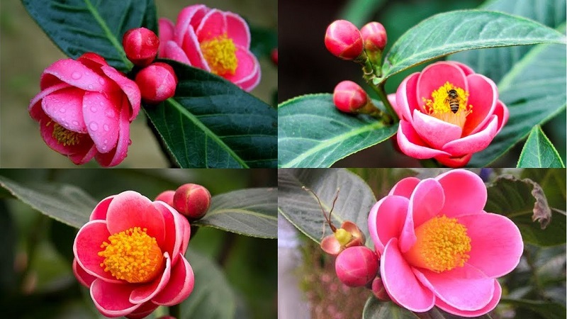 Hoa hải đường là loại cây phong thủy, thân gỗ và có hoa màu hồng đỏ